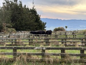 Oh Beef burgers growing quietly
